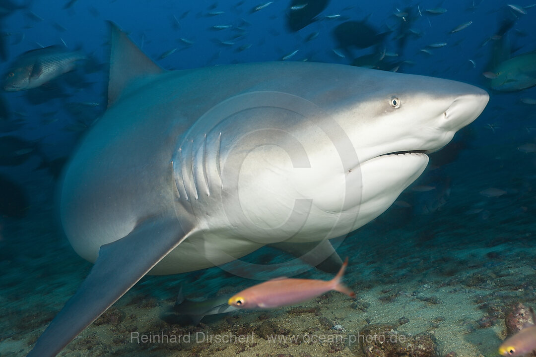 Bullenhai, Carcharhinus leucas, Beqa Lagoon, Viti Levu, Fidschi