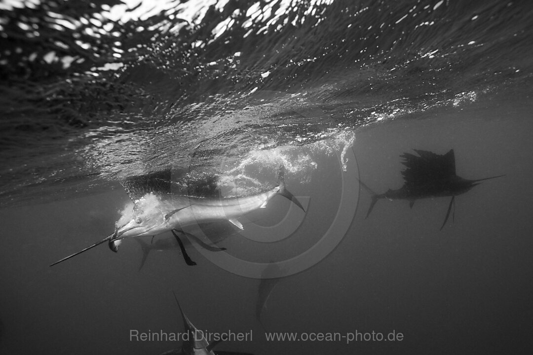 Segelfisch jagt Sardinen, Istiophorus albicans, Isla Mujeres, Halbinsel Yucatan, Karibik, Mexiko