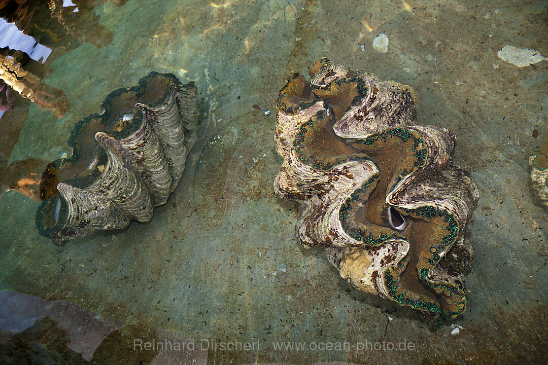 Giant Clam Farm