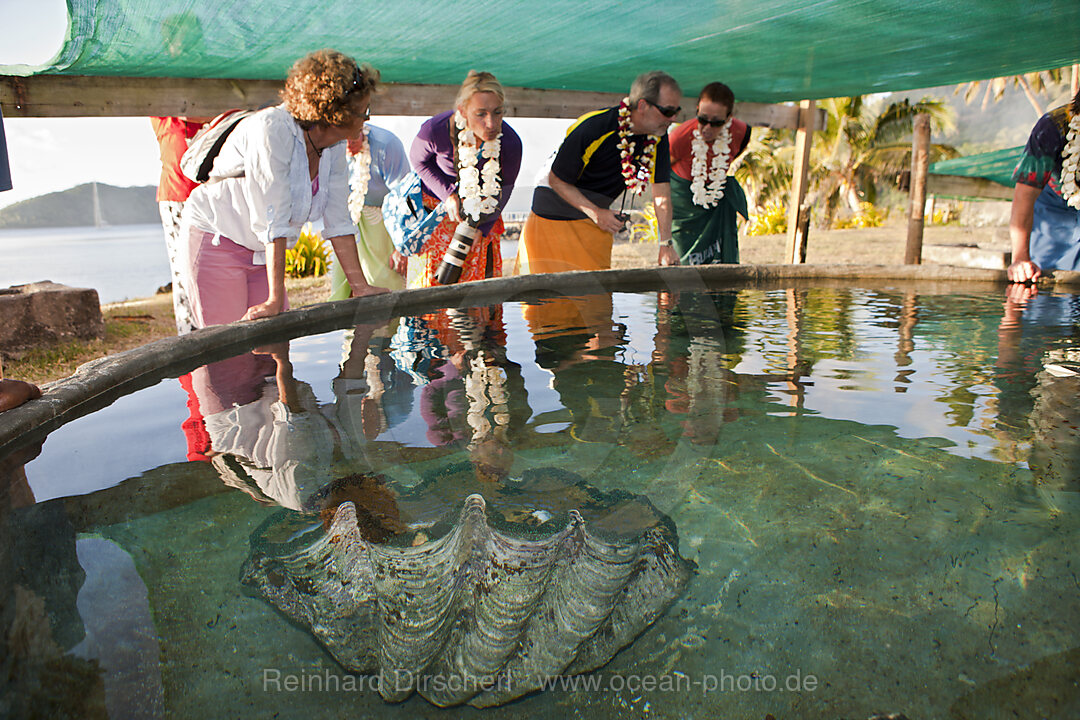 Giant Clam Farm