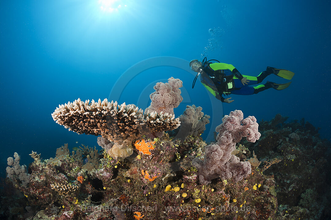 Scuba Diver over Coral Reef