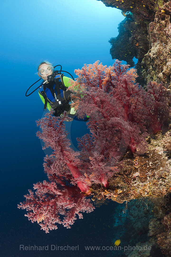 Scuba Diver and red Soft Corals