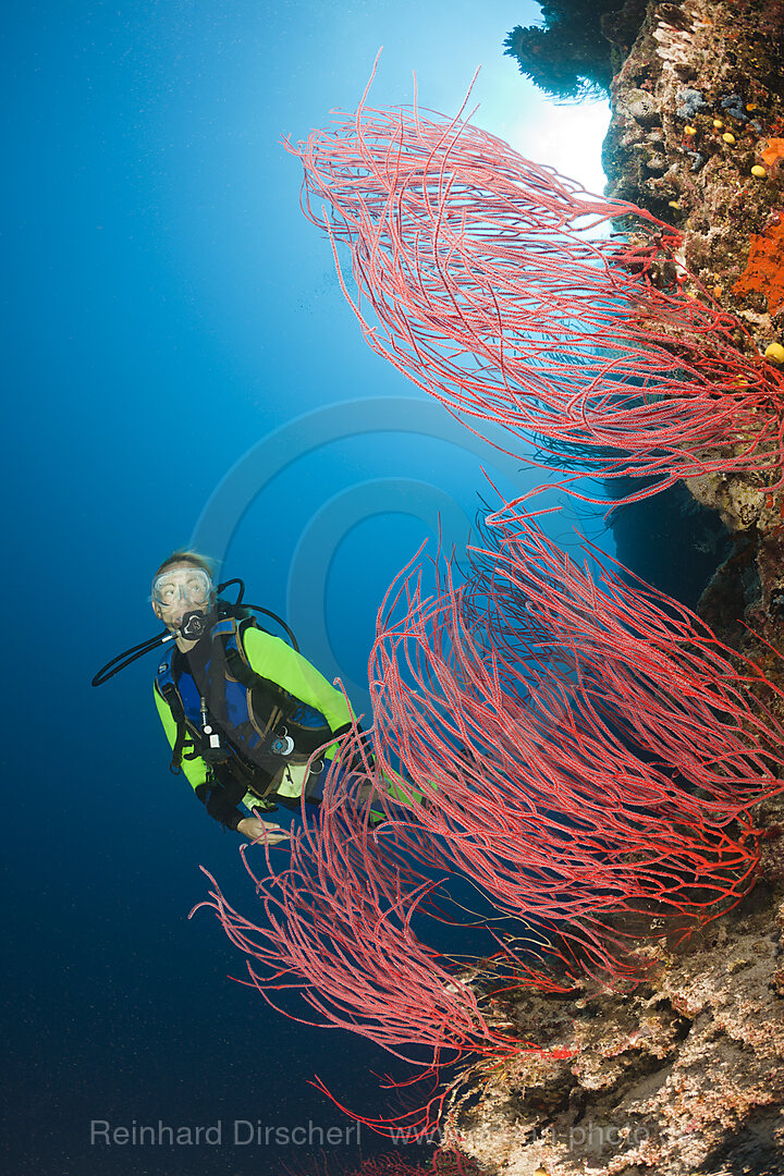 Taucher und rote Strauchgorgonien, Ellisella sp., Wakaya, Lomaiviti, Fidschi