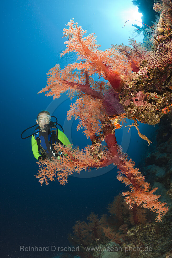 Taucher und rote Weichkorallen, Dendronephthya sp., Wakaya, Lomaiviti, Fidschi