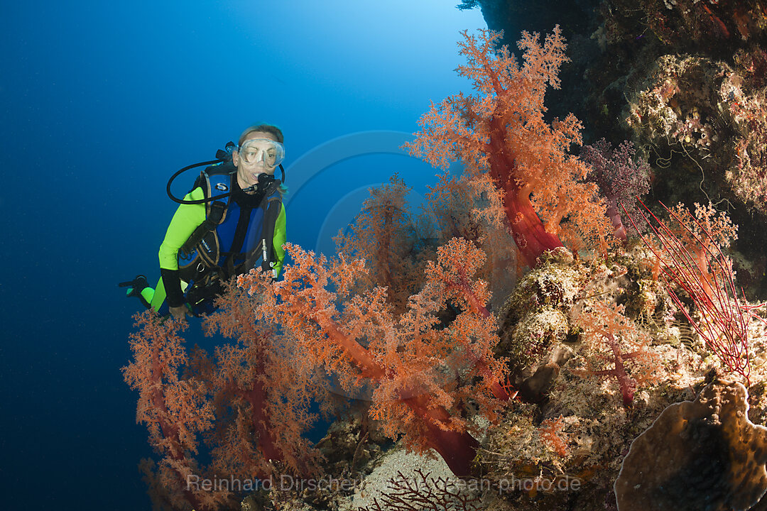 Scuba Diver and red Soft Corals