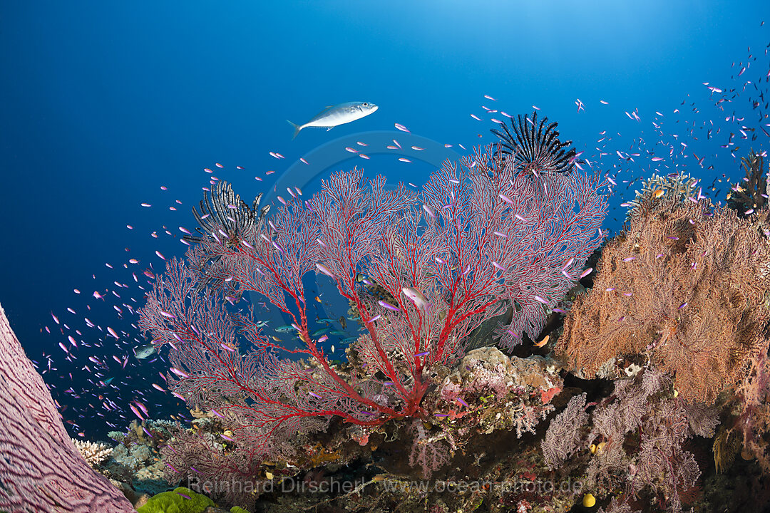 Sea Fan in Coral Reef