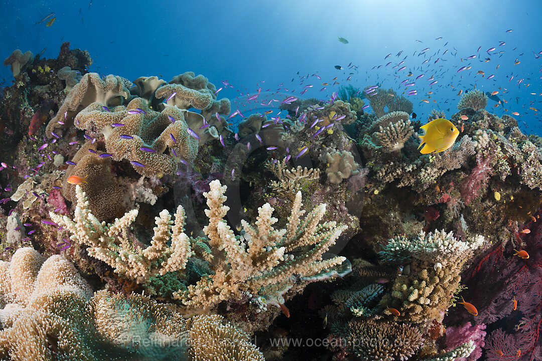 Coral Reef