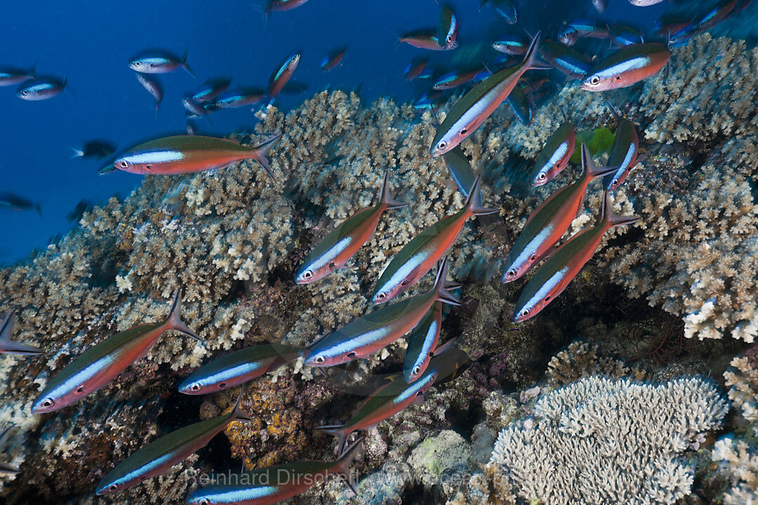 Schwarm Neon-Fuesiliere am Riff, Pterocaesio tile, Namena Marine Park, Fidschi