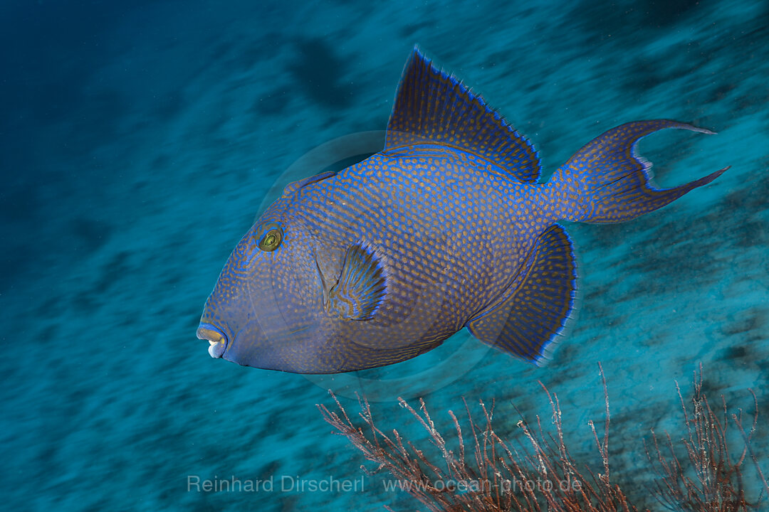 Blaustreifen-Drueckerfisch, Pseudobalistes fuscus, Namena Marine Park, Fidschi