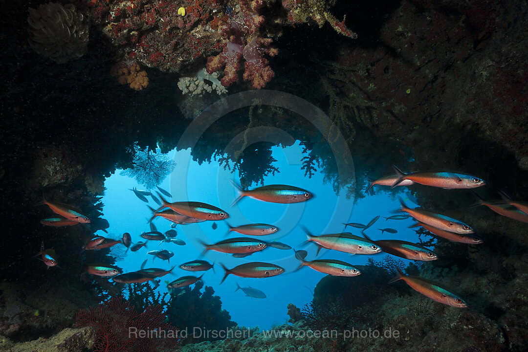 Schwarm Neon-Fuesiliere in Riffspalte, Pterocaesio tile, Namena Marine Park, Fidschi