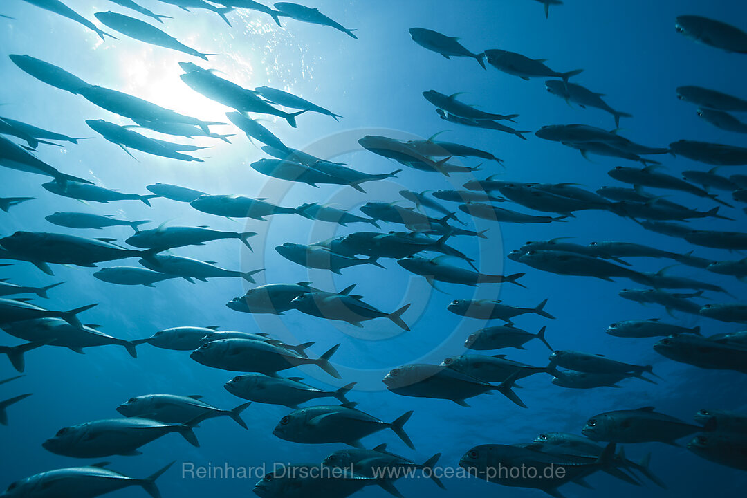 Grossaugen-Stachelmakrelen, Caranx sexfasciatus, Namena Marine Park, Fidschi