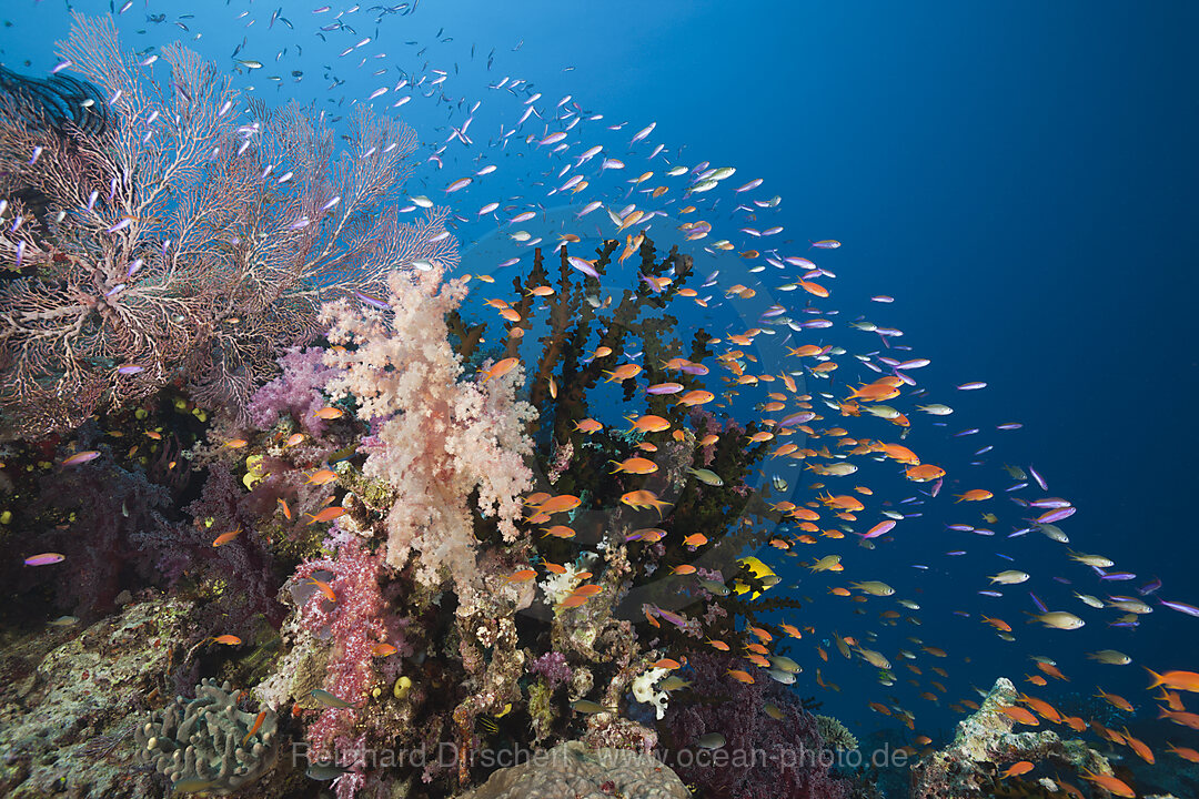 Fahnenbarsche in Korallenriff, Pseudanthias squamipinnis, Namena Marine Park, Fidschi