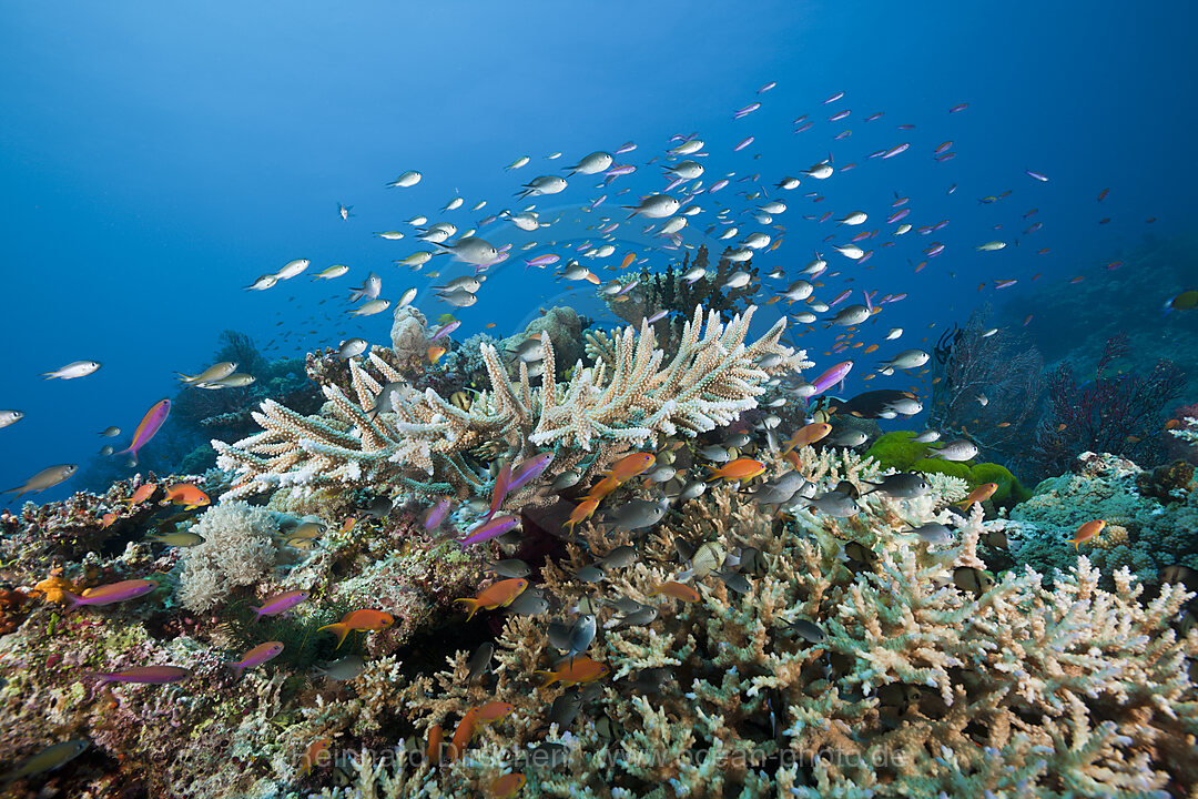 Korallenfische in Korallenriff, Namena Marine Park, Fidschi