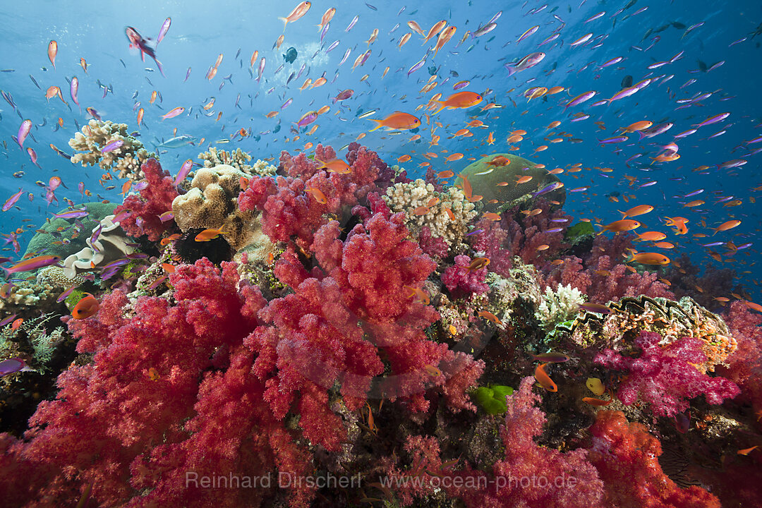 Lyretail Anthias in Coral Reef, Pseudanthias squamipinnis, Namena Marine Reserve, Fiji