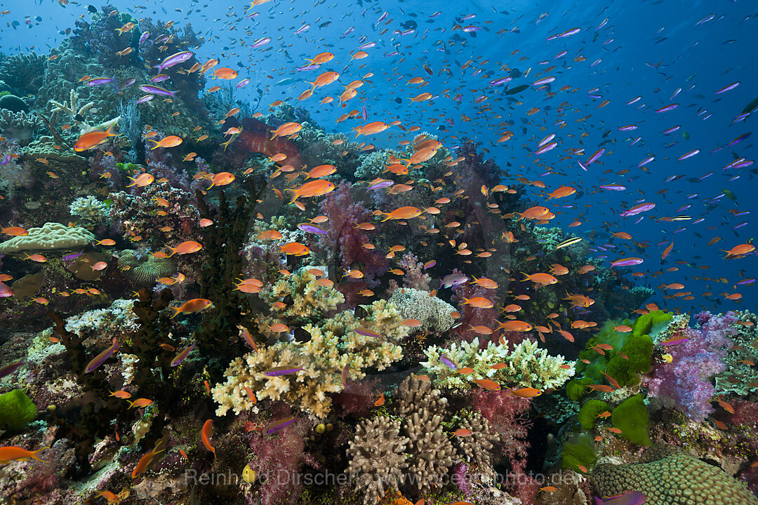 Lyretail Anthias in Coral Reef, Pseudanthias squamipinnis, Namena Marine Reserve, Fiji