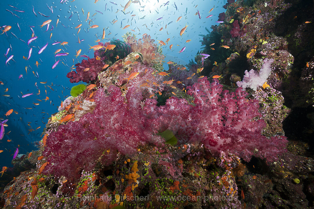 Buntes Korallenriff, Namena Marine Park, Fidschi