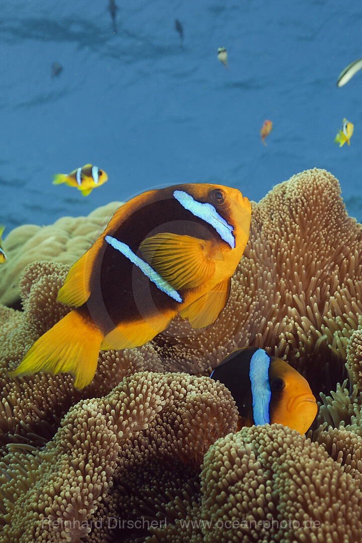 Blaubinden-Anemonenfisch