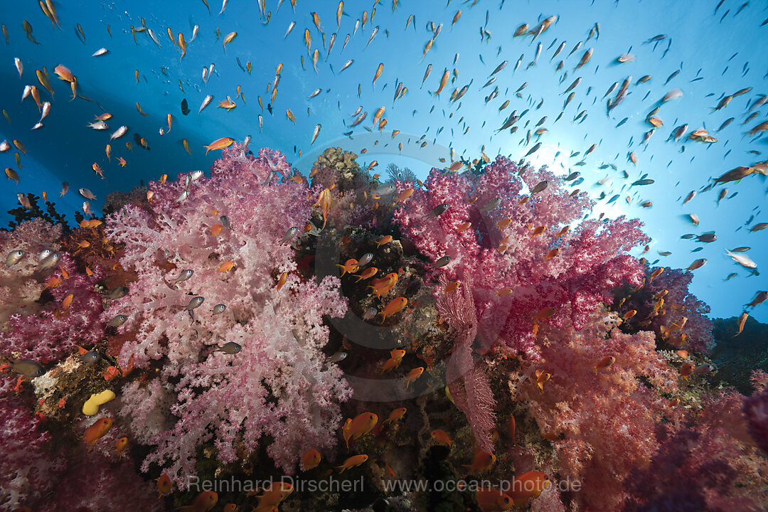 Buntes Korallenriff, Namena Marine Park, Fidschi