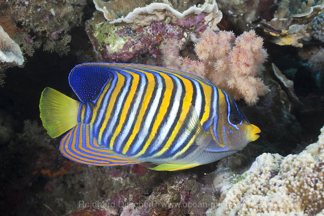 Regal Angelfish, Pygoplites diacanthus, Namena Marine Reserve, Fiji