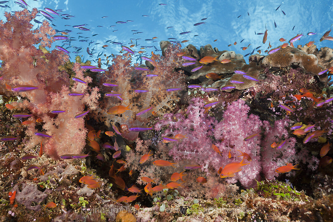 Colorful Coral Reef