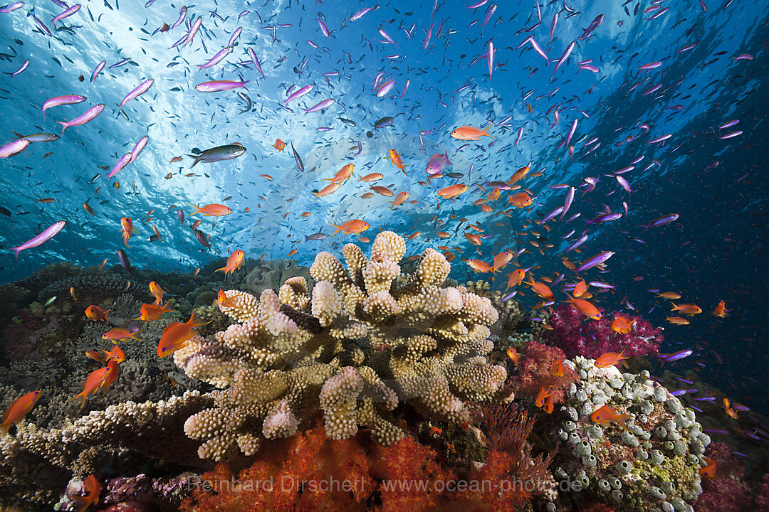 Fahnenbarsche in Korallenriff, Luzonichthys whitleyi, Pseudanthias squamipinnis, Makogai, Lomaviti, Fidschi