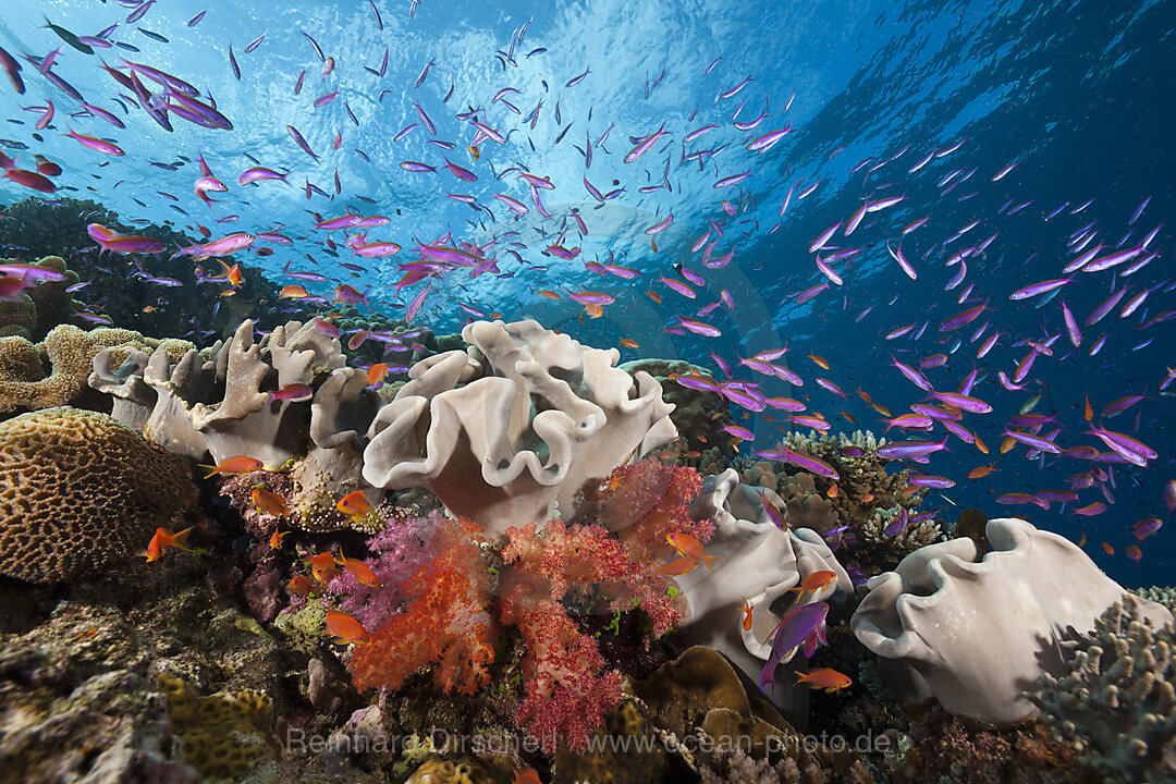 Fahnenbarsche in Korallenriff, Luzonichthys whitleyi, Pseudanthias squamipinnis, Makogai, Lomaviti, Fidschi