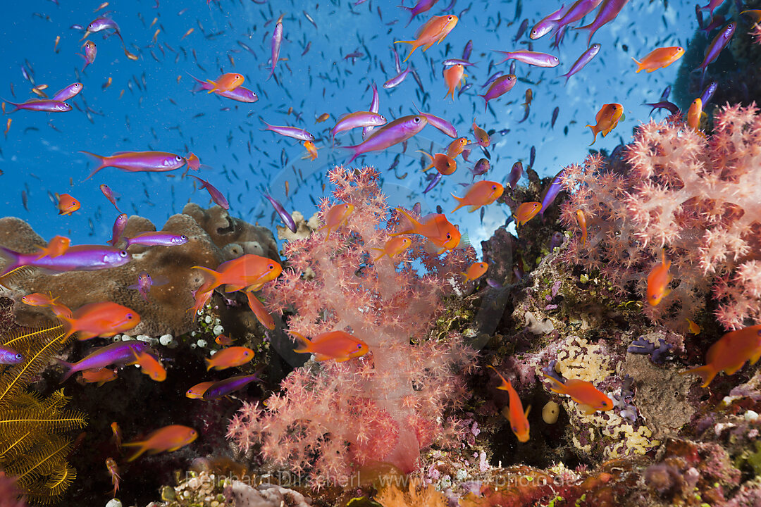 Anthias over Coral Reef