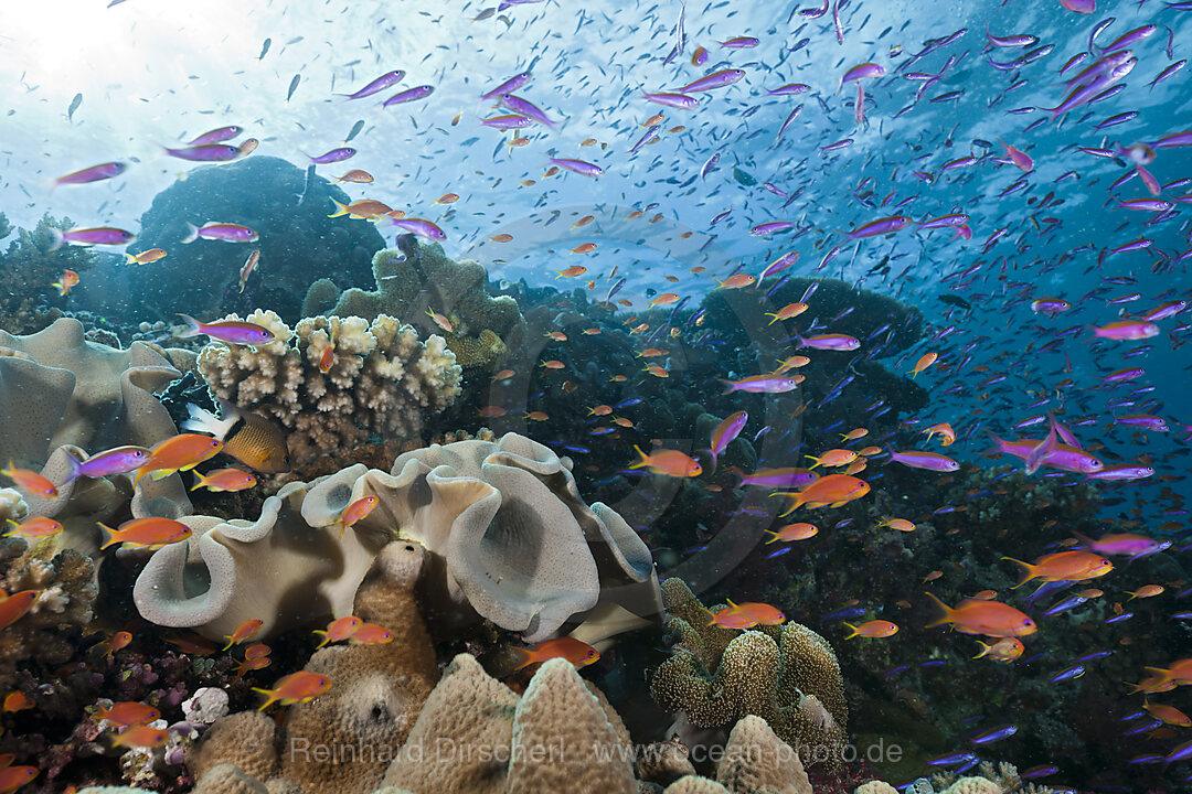 Anthias over Coral Reef, Luzonichthys whitleyi, Pseudanthias squamipinnis, Makogai, Lomaviti, Fiji