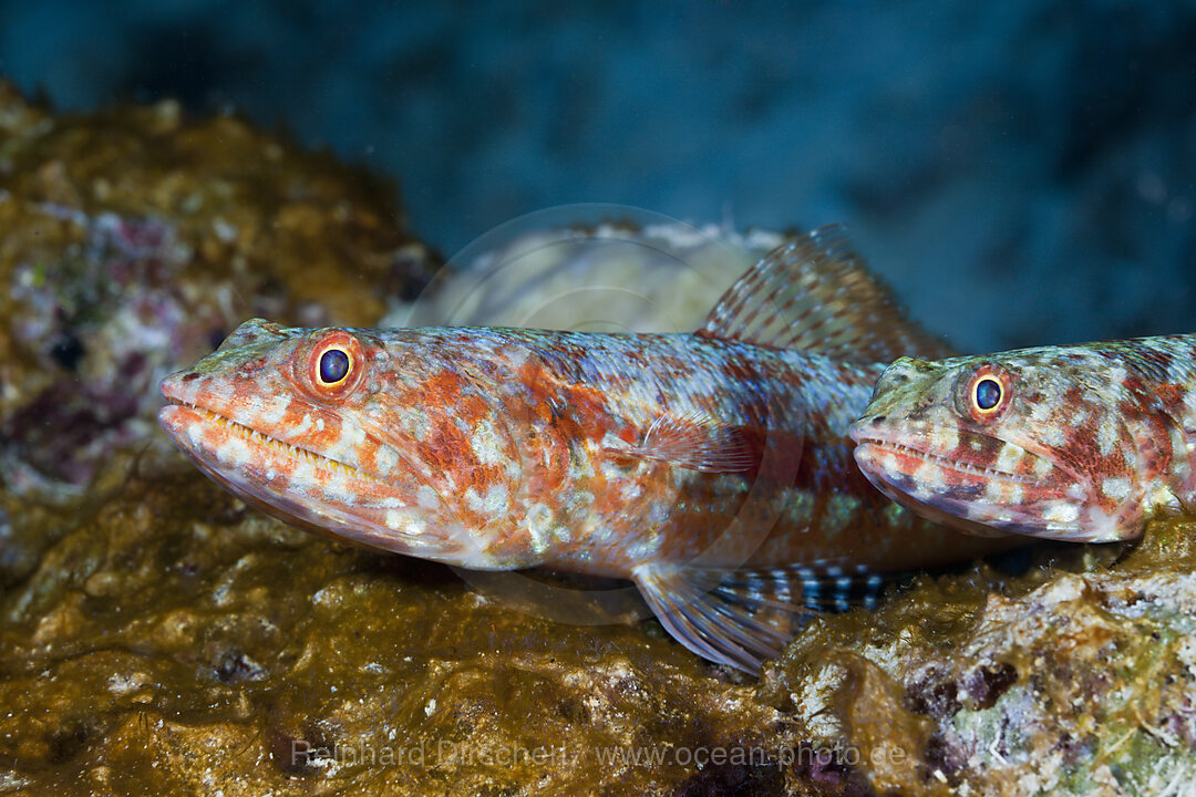 Riff-Eidechsenfisch, Synodus variegatus, Namena Marine Park, Fidschi