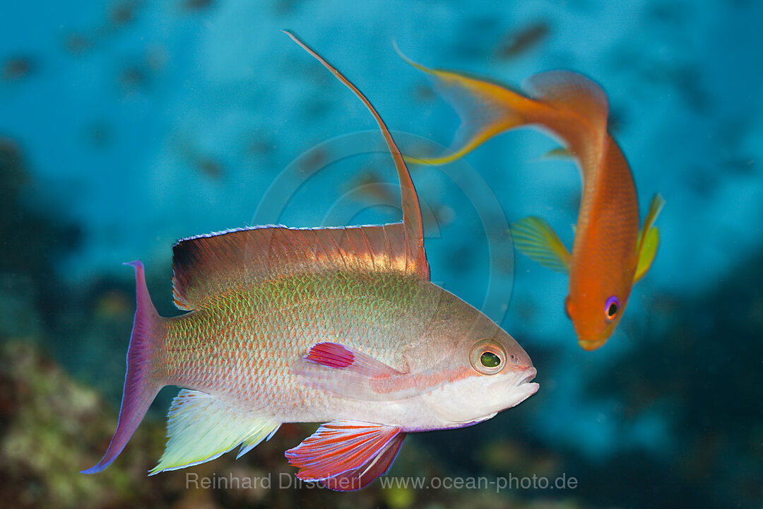 Juwelen-Fahnenbarsch, Pseudanthias squamipinnis, Namena Marine Park, Fidschi