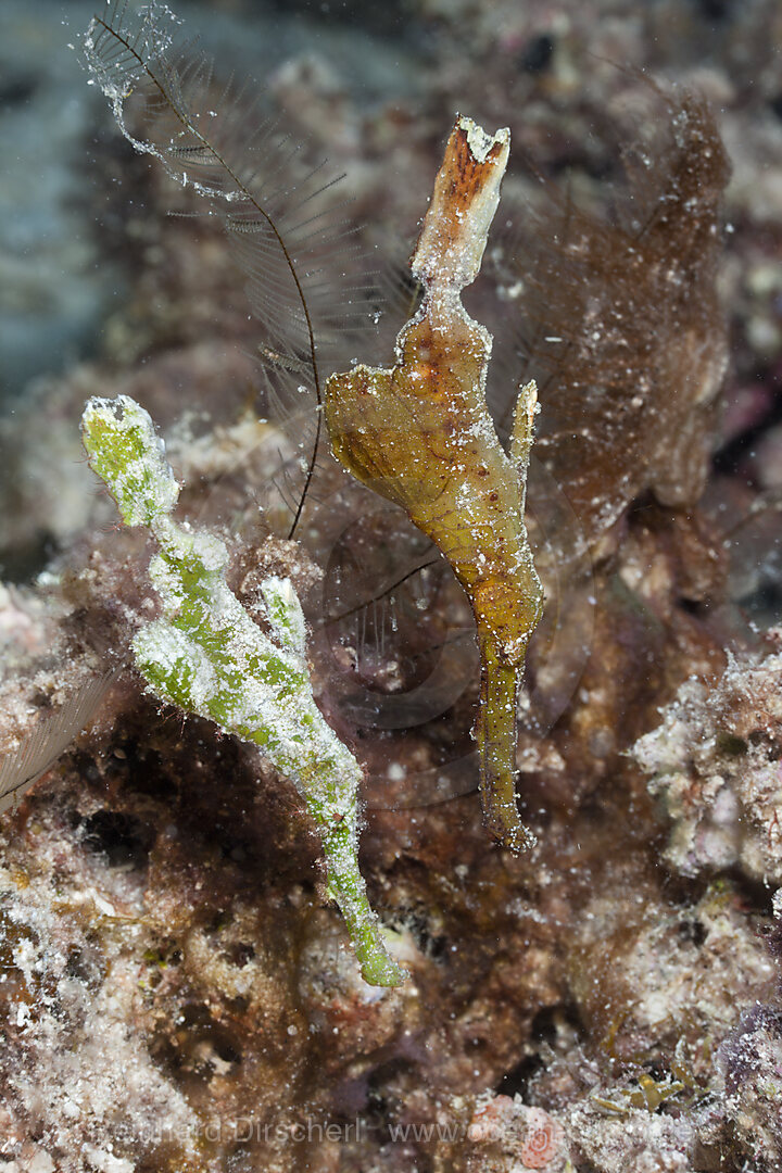 Paar Geisterpfeifenfische, Solenostomus halimeda, Namena Marine Park, Fidschi