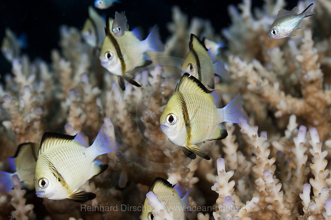Reticulated Dascyllus