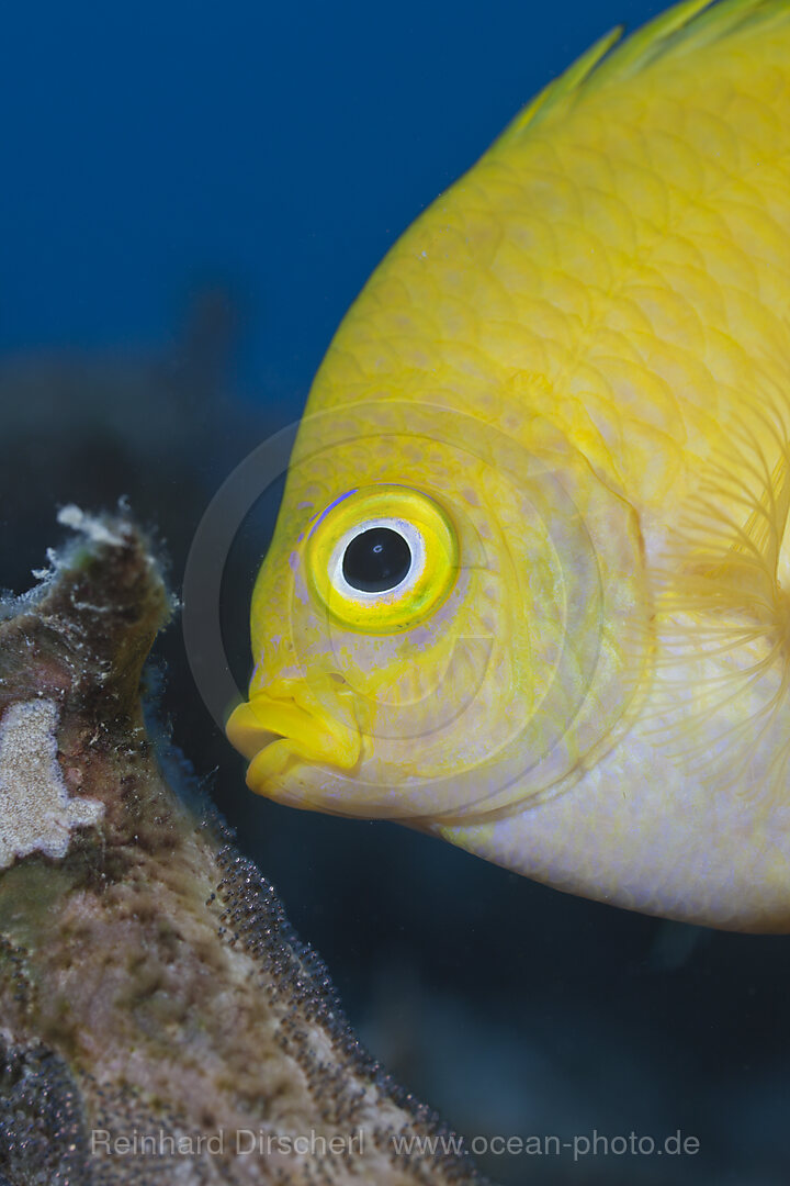 Goldener Riffbarsch reinigt sein Brutgelege, Amblyglyphidodon aureus, Namena Marine Park, Fidschi