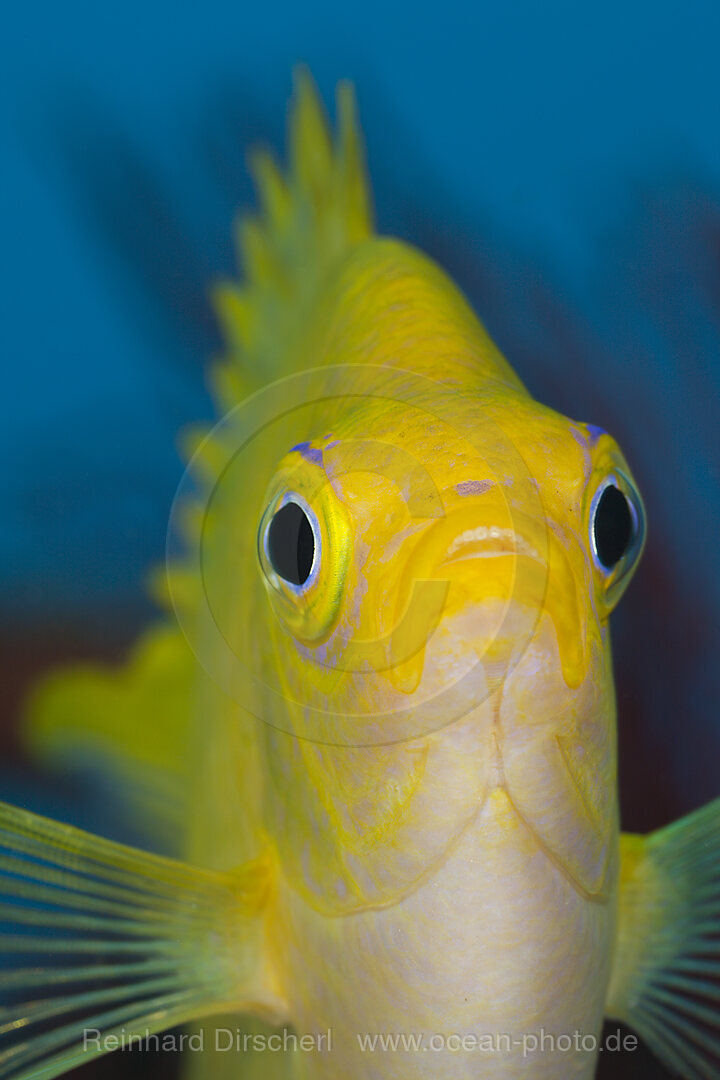 Golden Damsel