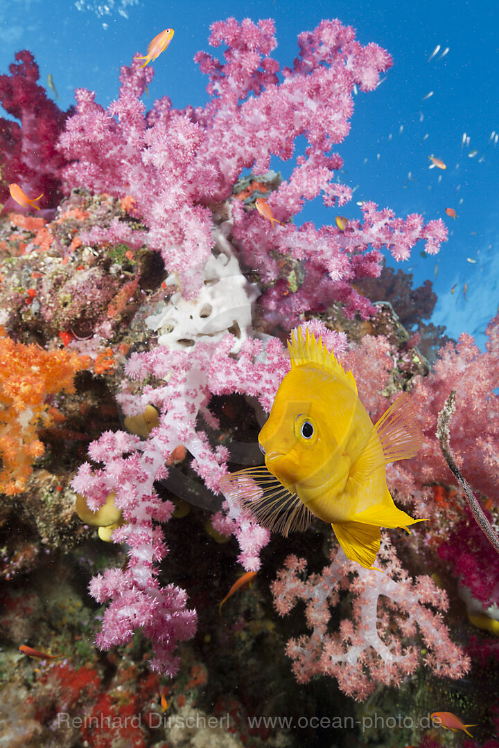 Golden Damsel in Coral Reef