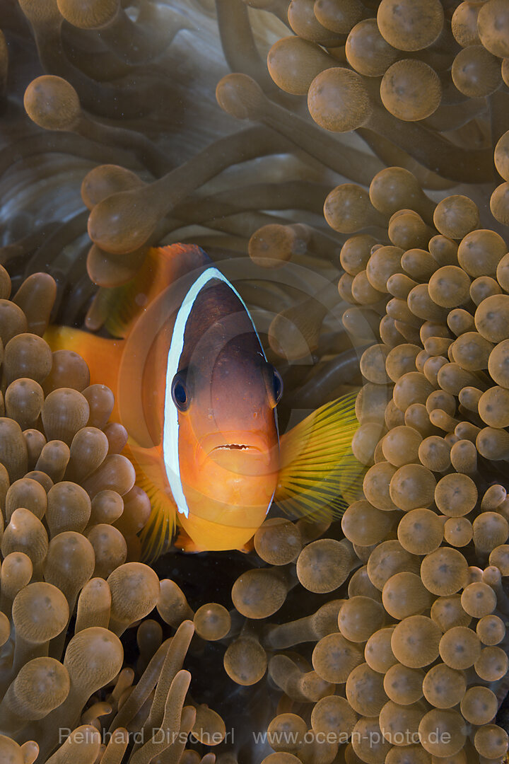 Tomato Anemonefish