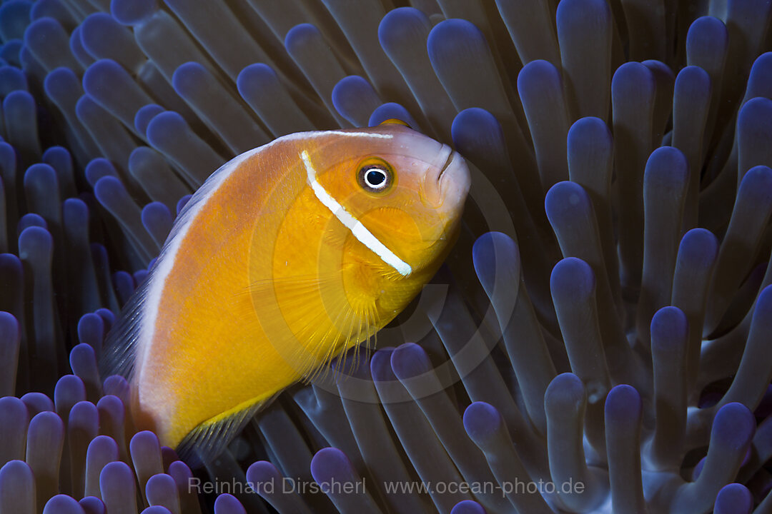 Halsband-Anemonenfisch, Amphiprion perideraion, Gau, Lomaiviti, Fidschi