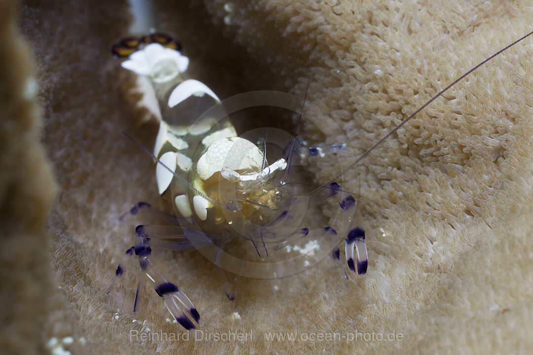 Partnergarnele in Anemone, Periclimenes brevicarpalis, Gau, Lomaiviti, Fidschi