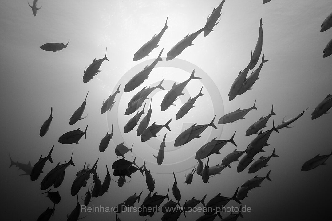 Shoal of Bigeye Trevally