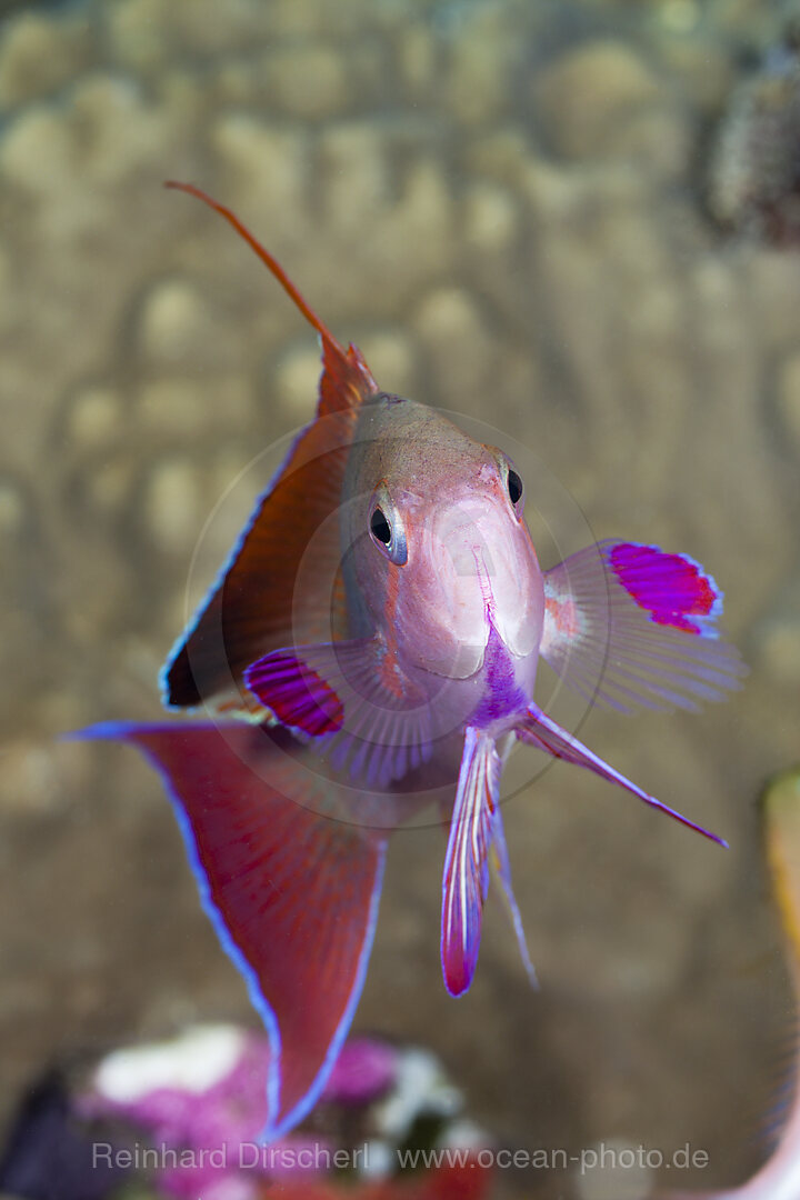 Lyretail Anthias