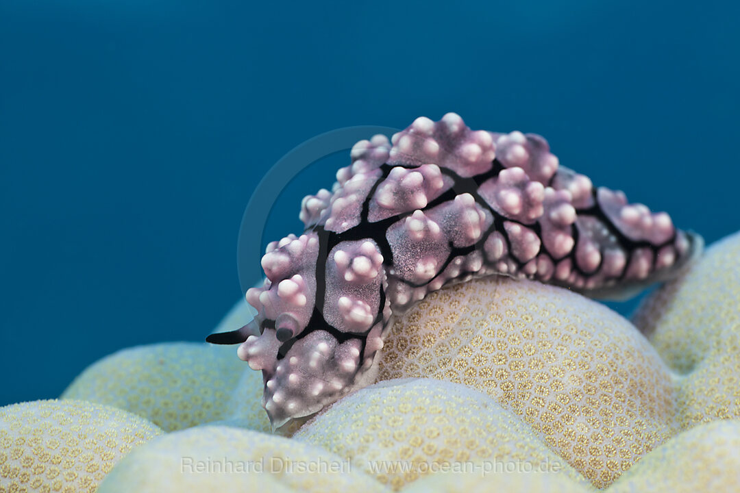 Warzenschnecke auf Koralle, Phyllidiopsis krempfi, Gau, Lomaiviti, Fidschi