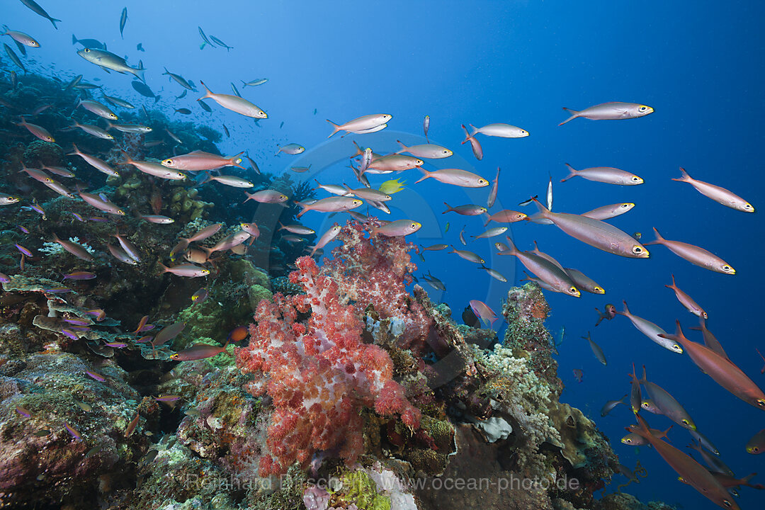 Banana Fusilier over Reef