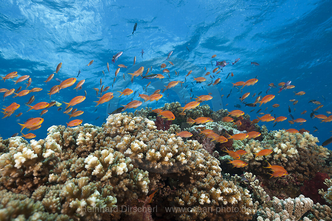 Lyretail Anthias in Coral Reef