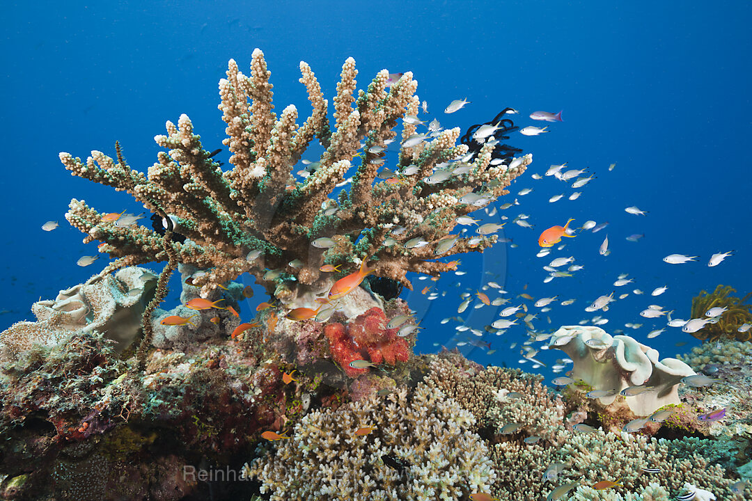 Coral Reef