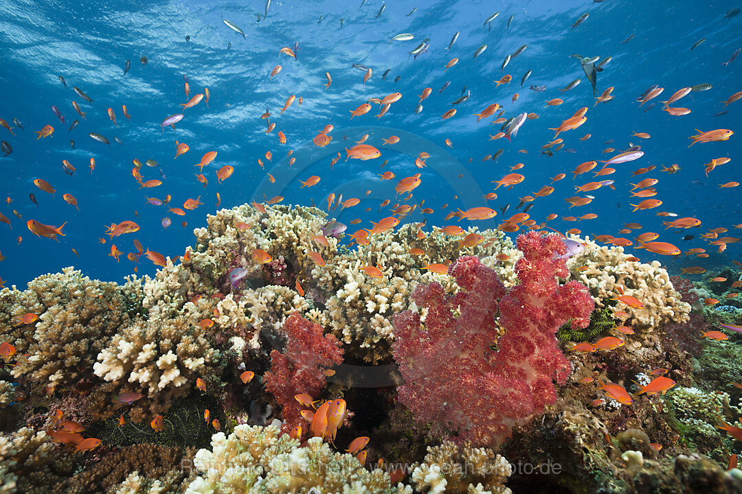 Lyretail Anthias in Coral Reef