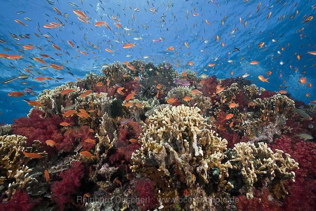 Lyretail Anthias in Coral Reef