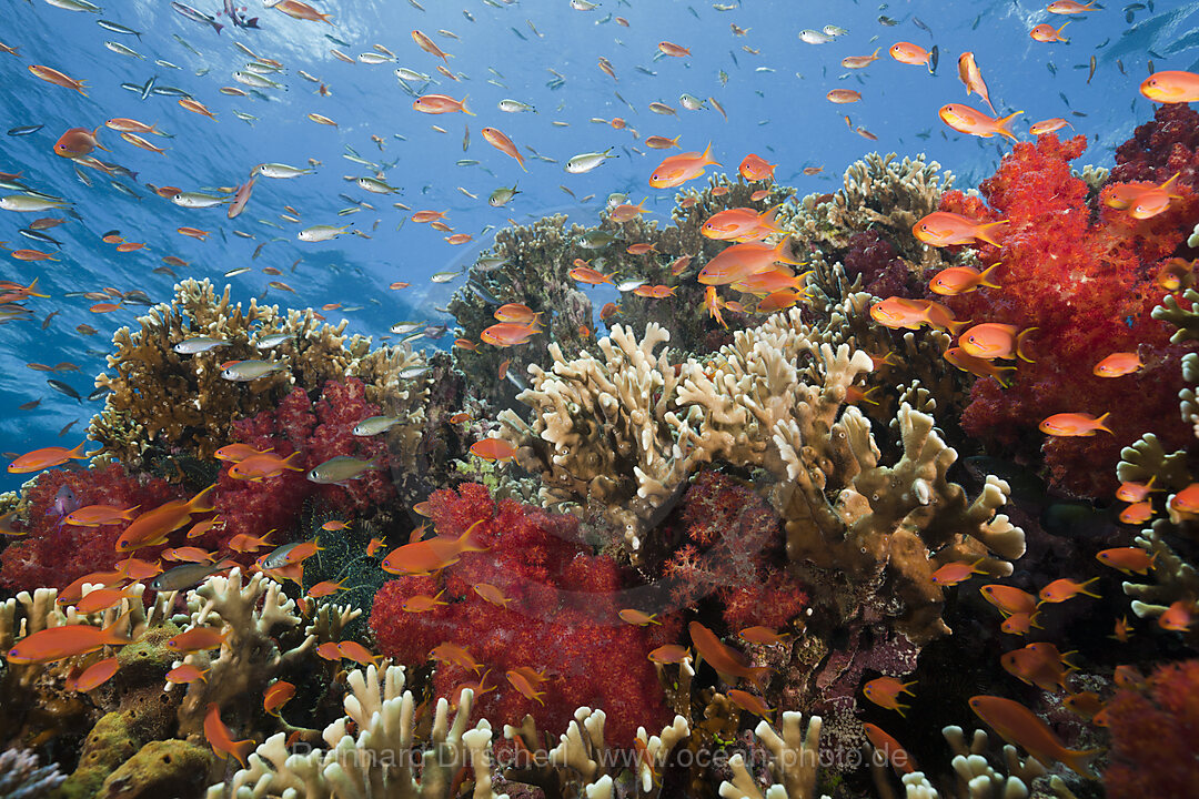 Lyretail Anthias in Coral Reef