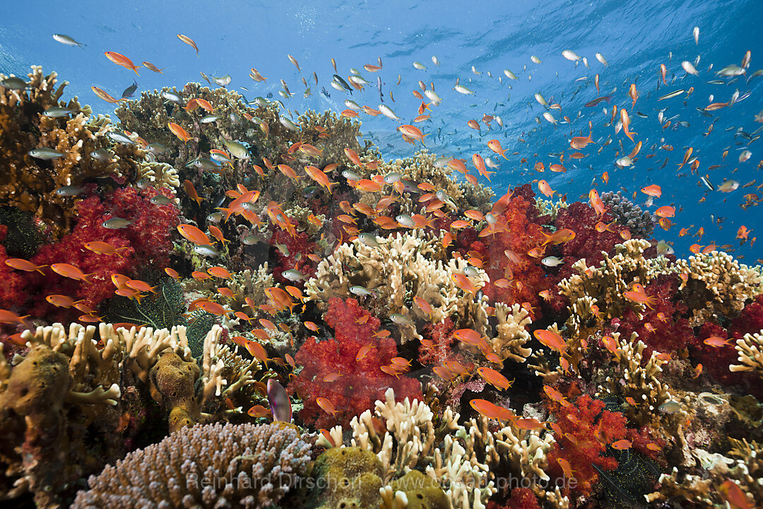 Korallenriff mit Fahnenbarschen, Pseudanthias squamipinnis, Gau, Lomaiviti, Fidschi