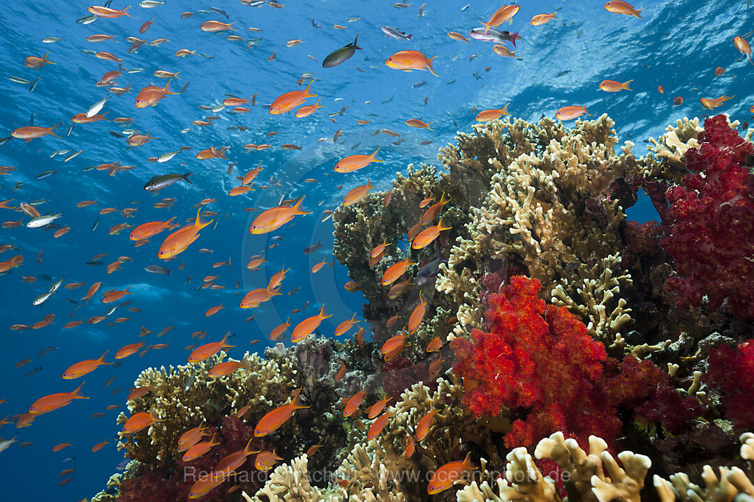 Korallenriff mit Fahnenbarschen, Pseudanthias squamipinnis, Gau, Lomaiviti, Fidschi