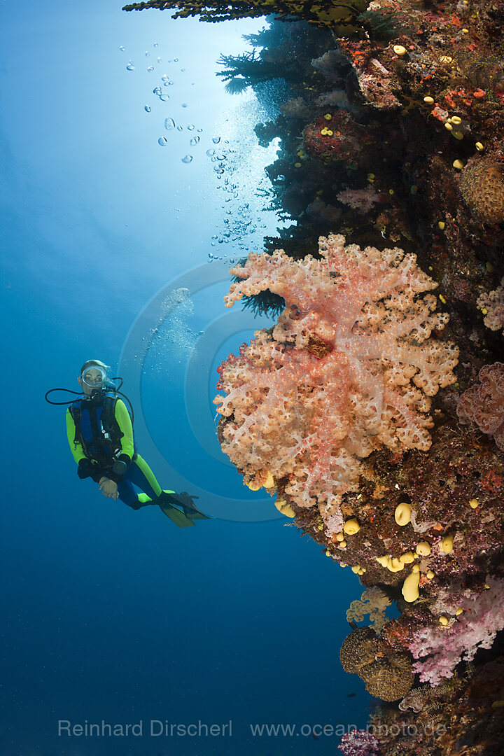 Taucher an Korallenriff, Namena Marine Park, Fidschi